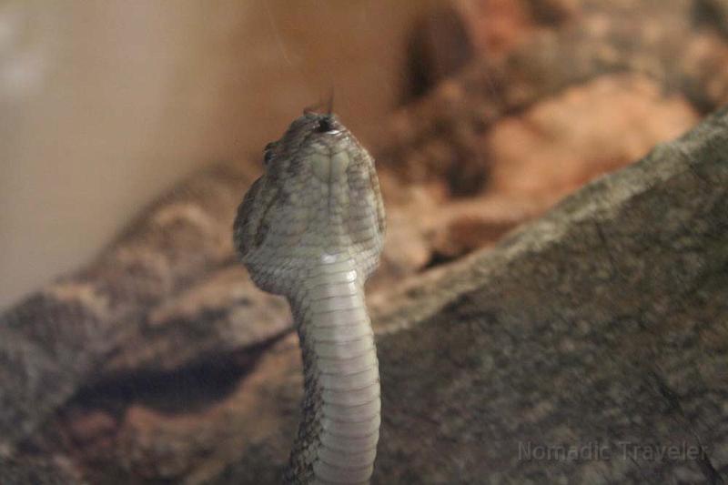 IMG_9268.JPG - Speckled rattlesnake